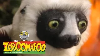 Zoboomafoo 225 - Brain Power (Full Episode)