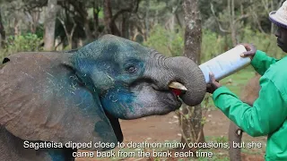 Rescue of Orphaned Elephant Sagateisa | Sheldrick Trust