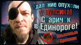 Операция у очень старой крысы! 😥 Старичок Пупсик в клинике "Единорог". 🐭 (Wild Rats | Дикие Крысы) 🐭