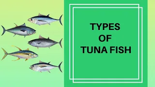 TYPES OF TUNA FISH