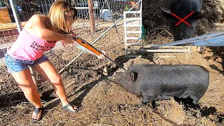 Shot Placement is critical!  How to kill a pig.