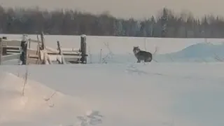 Такого ни кто не ожидал. Волки пришли в посёлок