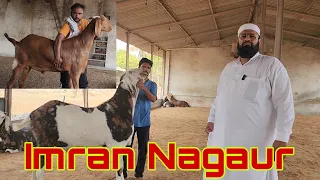 800 Goats Ab Ki Baar Sab Bakre 120 Kg Par | Mumbai Aagaye Heavy Goats | Al Faizan Goat Farm Padgha