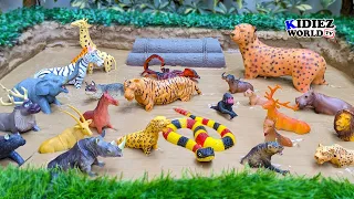 Muddy Adventure: Animals of Africa Rescue Mission | Kids Fun Learning Video #kidiezworldtv