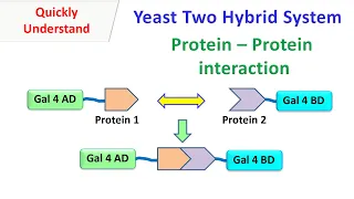 Yeast two hybrid system | Protein - protein interaction