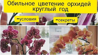 Чтобы  орхидеи цвели постоянно || Пышное цветение орхидей