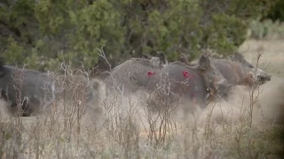 Pigman 2 Hog Kills With 1 Arrow - Amazing Footage!