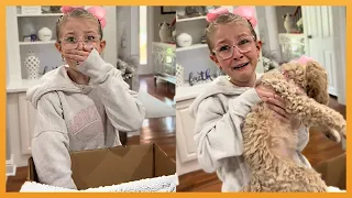 NEW PUPPY SURPRISE COMPILATION 2024 | WHOLESOME SURPRISE MOMENTS