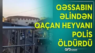 Polis Bakıda təhlükə yaradan heyvanı öldürdü: Ətrafa dəyən zərəri kim ödəməlidir?