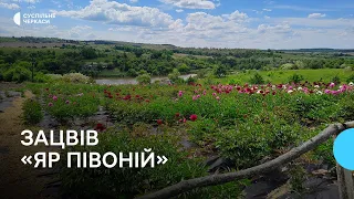 Місце, яке надихає: у Холодному Яру зацвіло понад пів тисячі кущів півоній