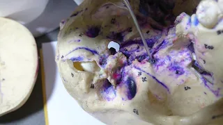 Skull anatomy inferior view. Practical anatomy