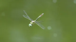 Downy Emerald Dragonfly - Hampshire 17 May 2024