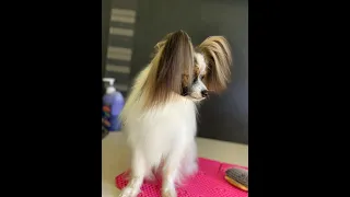 How to groom a Papillon dog- Tips and Tricks