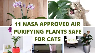 Indoor Plants - 11 NASA Approved Air Purifying Plants Safe For Cats