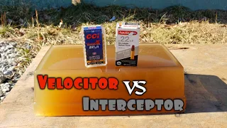 CCI Velocitor vs Aguila Interceptor .22lr Ballistic Gel Test