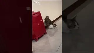 Fastest cat in the world gets slapped 😂