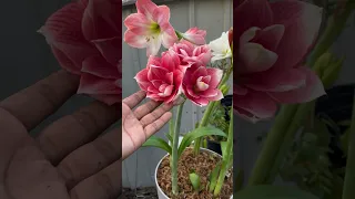 Amaryllis Growing Guide!✨ #floridagardening #gardening #trending #flowers #flowergarden #organic