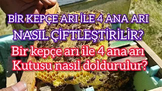 ANA ARI ÜRETİMİ / BİR KEPÇE ARI İLE DÖRT ANA ARI NASIL ÇİFTLEŞTİRİLİR?