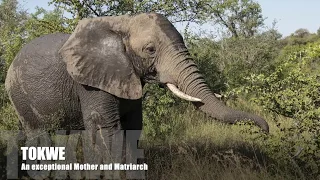 Tokwe the Matriarch of the Jabulani Herd