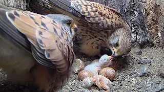 Kestrel's First Chicks Hatch & Partner Can't Wait to See 🐣  | Athena & Apollo | Robert E Fuller