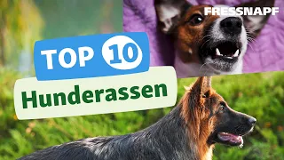 Top 10 Hunderassen