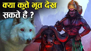 क्या सच में कुत्तों को भूत प्रेत दिखते हैं? | Can Dogs see Ghosts in Hindi