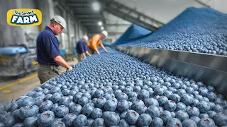 Blueberries MEGA FACTORY: Processing Thousands of Blueberries with AI