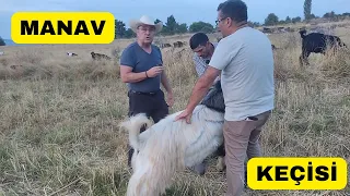 MANAV KEÇİSİNİ BULDUK (Uşak'ın Dağlarında Keçi Aradık)