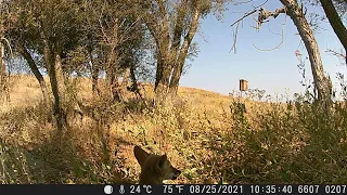 Coyotes at Woodland Regional Park Preserve - Game Camera Footage