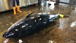 Over 500 catties of super large bluefin Tuna, the master quickly decomposes
