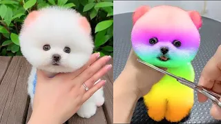 Funny and Cute Pomeranian | Tik Tok Chó Phốc Sóc Mini#18