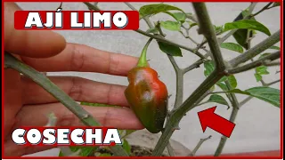 APRENDE A COSECHAR PLANTAS DE AJÍ LIMO