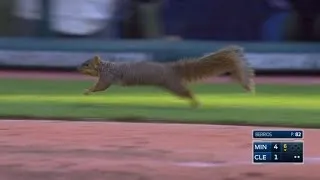 Squirrel gets loose and runs around the park