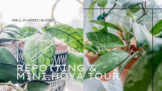 Hoya Mini Tour: Repot With Me/Hoya Tour/Hoya Care/Plant Vlog