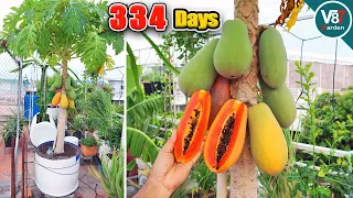 Easy Grow Papaya in Container From Seeds to Harvest | Part2