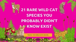 21 Rare Wild Cat Species You Probably Didn’t Know Exist! 🐆