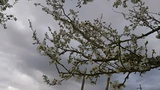 ‎@New things in nature  Prunus domestica,plum flowers,lulet e kumbullës(3)