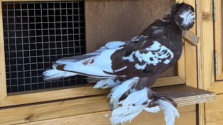 Узбекские голуби Pigeons الحمام Tauben  merpati کبوتر 鴿子 ハトkaʙūtar 30/12/23