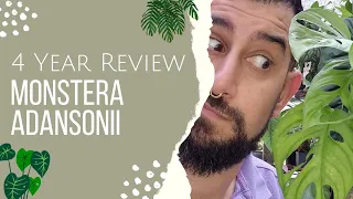 Monstera Adansonii Review | 4 Years Later | Hint and Tips on propagation, growth and pests