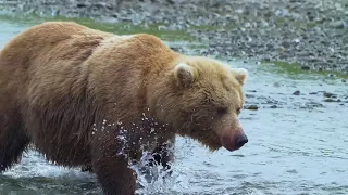 A bear called "Waterfalls" - McNeil River State Game Sanctuary, Alaska, June 2018