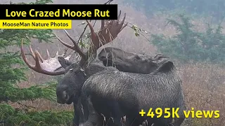 Love Crazed Moose Rut Fascinating behavior when a cow rubs her scent