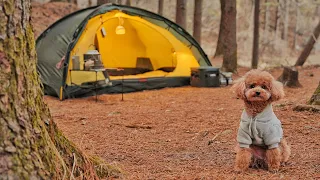 Solo Camping in Forest . Cozy Relaxing with My Dog . The Sound of Birds ASMR