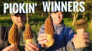 MEGA MORELS | How to Find Huge Late Season Mushrooms (Public Land)