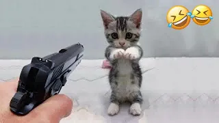 Watch and TRY NOT TO LAUGH 🤣 Funny Cat Videos of 2024