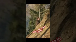 A BIGFOOT THAT’S NOT BLURRY! | Sasquatch Filmed in Romania Dragging Firewood to Cave