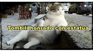 Tombili la gata es honrada con una estatua