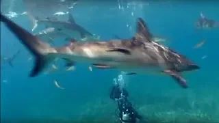 Shark Repellent Experiment | Oceans | BBC Earth