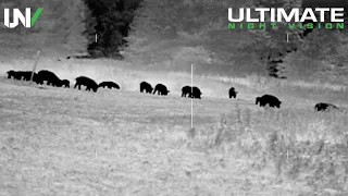 Thermal Hog and Predator Hunting | 50 Hogs and 9 Coyotes Down