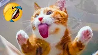 new funny video 2023| cutest cats 😺 and dogs 🐶 video part 37