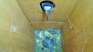 Woodpecker attacks on nest